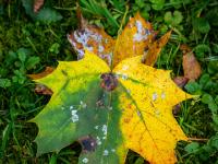 Gelbes Ahornblatt mit letzten Grünanteilen